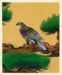 Pine and Eagle, a traditional portrait of a charismatic Japanese eagle by Kano Tanyu (1602-1674). Digitally enhanced from our own antique wood block plate. 