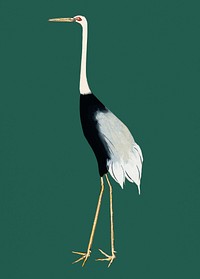 Vintage Illustration of A traditional portrait of a flock of beautiful Japanese red crown crane.