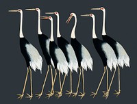 Vintage Illustration of A traditional portrait of a flock of beautiful Japanese red crown crane.