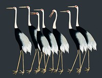 A traditional portrait of a flock of beautiful Japanese red crown crane by Ogata Korin (1658-1716). Digitally enhanced by rawpixel.