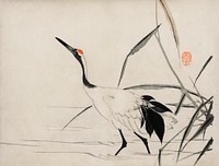 The ukiyo-e illustration of a Japanese crane by Mochizuki Gyokusen, drawn in the year 1891, a traditional portrait of an elegant Japanese crane. Digitally enhanced from our own original wood block print. 
