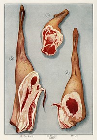 Lamb Chops from the book, The Grocer’s Encyclopedia (1911). Digitally enhanced from our own antique plate. 
