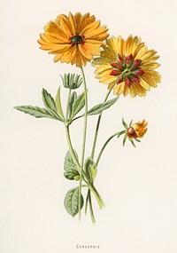 Coreopsis by <a href="https://www.rawpixel.com/search/Frederick%20Edward%20Hulme?sort=curated&amp;type=all&amp;page=1">Frederick Edward Hulme</a> (1841-1909), a vintage chromolithograph of tickseed. Digitally enhanced from our own original plate. 