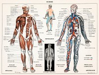 An antique illustration of a human nervous system and muscular system (1900) by <a href="https://www.rawpixel.com/search/Larousse?sort=curated&amp;type=all&amp;page=1">Larousse,</a> <a href="https://www.rawpixel.com/search/Pierre?sort=curated&amp;type=all&amp;page=1">Pierre</a>; Aug&eacute; and Claude. Digitally enhanced from our own original plate. 