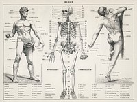 An antique illustration of the human body (1900) by <a href="https://www.rawpixel.com/search/Larousse?sort=curated&amp;type=all&amp;page=1">Larousse</a>, <a href="https://www.rawpixel.com/search/Pierre?sort=curated&amp;type=all&amp;page=1">Pierre</a>; Aug&eacute; and Claude. Digitally enhanced from our own original plate. 