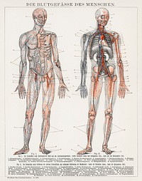 Die Blutgefasse Des Menschen (1898), an antique lithograph of the human blood vessels and cardiovascular system. Digitally enhanced from the original plate. 