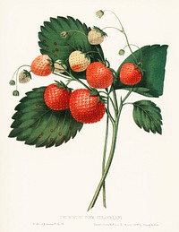 The Boston Pine Strawberry (1852) by <a href="https://www.rawpixel.com/search/Charles%20Hovey?sort=curated&amp;type=all&amp;page=1">Charles Hovey</a>, a vintage illustration of fresh strawberries. Digitally enhanced from our own original plate. 