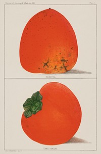 A vintage illustration of fresh persimmons from the book Commissioner of Agriculture (1887). Digitally enhanced from our own original plate. 