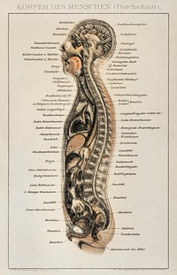 Korpers Des Menschen (1898), an antique lithograph of an anatomy chart of a human body showcasing its internal system. Digitally enhanced from our own original plate. 