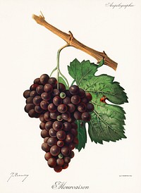 Mourvaison printed in 1910, by <a href="https://www.rawpixel.com/search/Jules%20Troncy?sort=curated&amp;type=all&amp;page=1">Jules Troncy</a> (1855-1915), a vintage lithograph of fresh cluster of grapes. Digitally enhanced from our own original plate. 