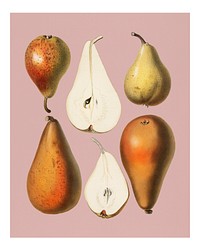 Vintage fresh pears illustration wall art print and poster.