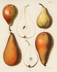 A vintage chromolithograph of fresh pears printed in 1887, by <a href="https://www.rawpixel.com/search/Samuel%20Berghuis?sort=curated&amp;type=all&amp;page=1">Samuel Berghuis</a>. Digitally enhanced from our own original plate. 