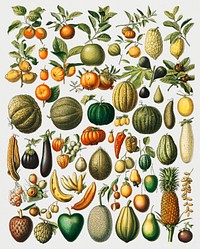 Vintage Illustration of a wide variety of fruits and vegetables.