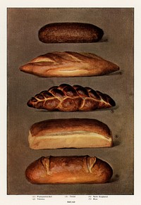 The Grocer's Encyclopedia, (1911), a vintage collection of various types of baked bread loaves. Digitally enhanced from our own antique plate. 