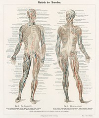 An antique lithograph of the human musculature system from the encyclopedia, Meyers Konversations Lexikon (1894). Digitally enhanced from our own original plate. 