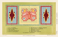 A chromolithograph of a botanical carpet bedding with a colorful butterfly by <a href="https://www.rawpixel.com/search/Federick%20William%20Burbridge?sort=curated&amp;type=all&amp;page=1">Federick William Burbridge</a> (1847-1905). Digitally enhanced from our own original plate. 