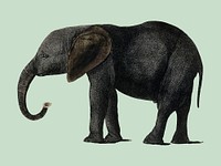 The History of the Earth and Animated Nature (1848) by <a href="https://www.rawpixel.com/search/Oliver%20Goldsmith?sort=curated&amp;page=1">Oliver Goldsmith</a> (1728-1774), a portrait of a dark grey elephant. Digitally enhanced by rawpixel.