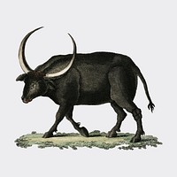 Bilderbuch fur Kinder by <a href="https://www.rawpixel.com/search/Georg%20Melchior%20Kraus?sort=curated&amp;page=1">Georg Melchior Kraus</a>, published in 1790-1830, an illustration of long horned buffalo. Digitally enhanced by rawpixel.