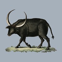 Bilderbuch fur Kinder by <a href="https://www.rawpixel.com/search/Georg%20Melchior%20Kraus?sort=curated&amp;page=1">Georg Melchior Kraus</a>, published in 1790-1830, an illustration of long horned buffalo. Digitally enhanced by rawpixel.