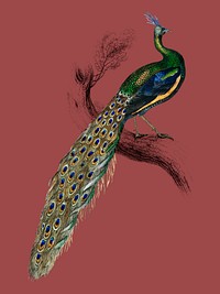 The Naturalist&rsquo;s Library by Sir <a href="https://www.rawpixel.com/search/William%20Jardine?sort=curated&amp;page=1">William Jardine</a> (1836), a majestic male peafowl portrait. Digitally enhanced by rawpixel.