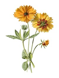 Coreopsis by <a href="https://www.rawpixel.com/search/Frederick%20Edward%20Hulme?sort=curated&amp;page=1">Frederick Edward Hulme</a> ​​​​​​(1841-1909), a vintage chromolithograph of tickseed. Digitally enhanced by rawpixel.
