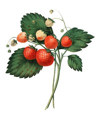 The Boston Pine Strawberry (1852) by <a href="https://www.rawpixel.com/search/Charles%20Hovey?sort=curated&amp;page=1">Charles Hovey</a>, a vintage illustration of fresh strawberries. Digitally enhancedby rawpixel.