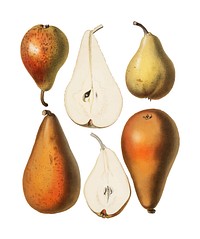 A vintage chromolithograph of fresh pears printed in 1887, by <a href="https://www.rawpixel.com/search/Samuel%20Berghuis?sort=curated&amp;page=1">Samuel Berghuis</a>. Digitally enhanced by rawpixel.