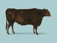 Animated Nature (1855), a portrait of an ox. Digitally enhanced by rawpixel.