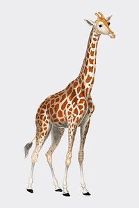 Illustration of a giraffe from Dictionnaire des Sciences Naturelles by <a href="https://www.rawpixel.com/search/Pierre%20Jean%20Francois%20Turpin?sort=curated&amp;page=1">Pierre Jean Francois Turpin</a> (1840). Digitally enhanced by rawpixel.