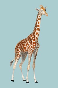 Illustration of a giraffe from Dictionnaire des Sciences Naturelles by <a href="https://www.rawpixel.com/search/Pierre%20Jean%20Francois%20Turpin?sort=curated&amp;page=1">Pierre Jean Francois Turpin</a> (1840). Digitally enhanced by rawpixel.