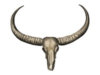 Bilderbuch fur Kinder by <a href="https://www.rawpixel.com/search/Georg%20Melchior%20Kraus?sort=curated&amp;page=1">Georg Melchior Kraus</a>, published in 1790-1830, an illustration of long horned buffalo skull. Digitally enhanced by rawpixel.