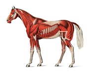 Superficial Layer of Muscles by an unknown artist (1904), a medical illustration of equine muscular system. Digitally enhanced by rawpixel.