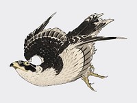 The ukiyo-e illustration, Hawk by Katsushika Hokusai (1849), a portrait of a flying hawk in the sky. Digitally enhanced from our own antique wood block print. Digitally enhanced by rawpixel.