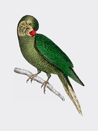 The History of the Earth and Animated Nature by <a href="https://www.rawpixel.com/search/Oliver%20Goldsmith?sort=curated&amp;page=1">Oliver Goldsmith</a> (1774), a rare antique handcolored tableau of two parakeets. Digitally enhanced by rawpixel.