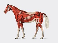 Superficial Layer of Muscles by an unknown artist (1904), a medical illustration of equine muscular system. Digitally enhanced by rawpixel.