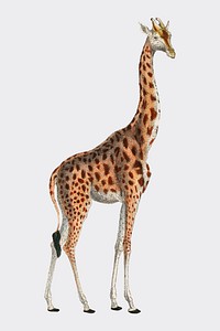 Camelopardis Giraffe - The Giraffe (1837) by <a href="https://www.rawpixel.com/search/Georges%20Cuvier?sort=curated&amp;page=1">Georges Cuvier</a> (1769-1832), an illustration of a beautiful giraffe and sketches of its skull. Digitally enhanced by rawpixel.