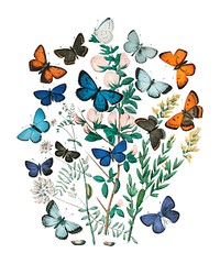 Illustrations from the book European Butterflies and Moths by <a href="https://www.rawpixel.com/search/William%20Forsell%20Kirby?sort=curated&amp;page=1">William Forsell Kirby</a> (1882), a kaleidoscope of fluttering butterflies and caterpillars. Digitally enhanced by rawpixel.
