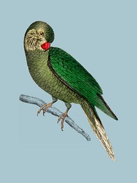 The History of the Earth and Animated Nature by <a href="https://www.rawpixel.com/search/Oliver%20Goldsmith?sort=curated&amp;page=1">Oliver Goldsmith</a> (1774), a rare antique handcolored tableau of two parakeets. Digitally enhanced by rawpixel.