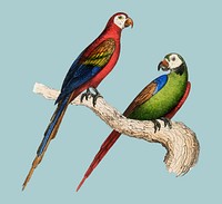 Scarlet and Green Macaw from Oeuvres compl&egrave;tes de Buffon (1860). Digitally enhanced by rawpixel.