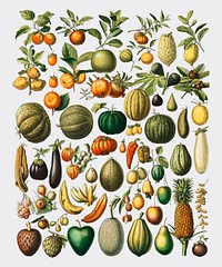 A vintage illustration of a wide variety of fruits and vegetables from the book, Nouveau Larousse Illustre (1898), by Larousse, Pierre, Aug&eacute; and Claude, Digitally enhanced by rawpixel.