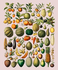 A vintage illustration of a wide variety of fruits and vegetables from the book, Nouveau Larousse Illustre (1898), by Larousse, Pierre, Aug&eacute; and Claude, Digitally enhanced by rawpixel.