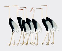 A traditional portrait of a flock of beautiful Japanese red crown crane by <a href="https://www.rawpixel.com/search/Ogata%20Korin?sort=curated&amp;page=1">Ogata Korin</a> (1658-1716). Digitally enhanced by rawpixel.
