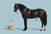 Orloffer (Orloff Horse) by <a href="https://www.rawpixel.com/search/Emil%20Volkers?sort=curated&amp;page=1">Emil Volkers</a> (1880), an illustration of a black horse and a white dog. Digitally enhanced by rawpixel.