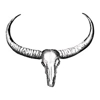 Vintage illustrations of Longhorned buffalo skull