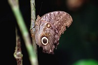 A butterfly photographed in the La Selva region of the Costa Rican rain forest.. Original from NASA . Digitally enhanced by rawpixel.