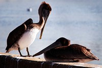 A pair of brown pelicans rest on a wall near the turn basin at NASA&#39;s Kennedy Space Center. Original from NASA . Digitally enhanced by rawpixel.