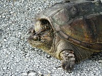 A rare photo of a Florida snapping turtle out in the open on Beach Road, near NASA&#39;s Kennedy Space Center. Original from NASA . Digitally enhanced by rawpixel.