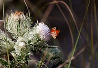 Thistle blooms provide a midday meal for a gulf fritillary butterfly at Merritt Island National Wildlife Refuge in Florida. Original from NASA. Digitally enhanced by rawpixel.