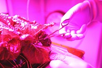 Inside the Veggie flight laboratory in the Space Station Processing Facility at NASA&rsquo;s Kennedy Space Center in Florida, a research scientist harvests a portion of the &#39;Outredgeous&#39; red romaine lettuce from the Veg-03 ground control unit. Original from NASA. Digitally enhanced by rawpixel.