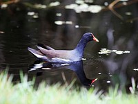 A common gallinule swims in a waterway at NASA's Kennedy Space Center in Florida. Original from NASA . Digitally enhanced by rawpixel.